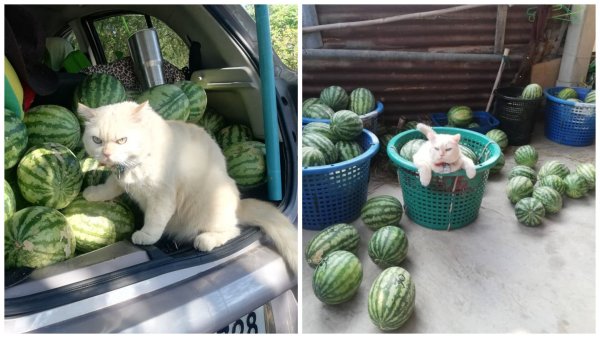 Котик с арбузом