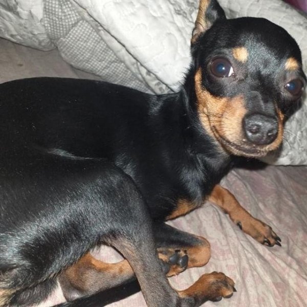 Русский той терьертчерный