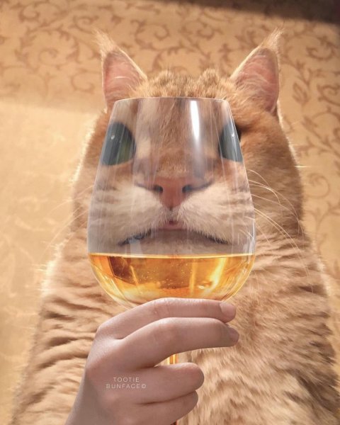 Кот с фужером