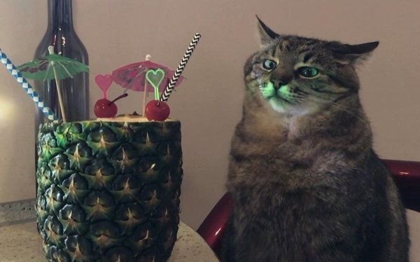 Кот Степан Харьков