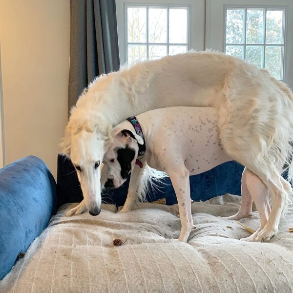 Русская псовая борзая с длинным носом