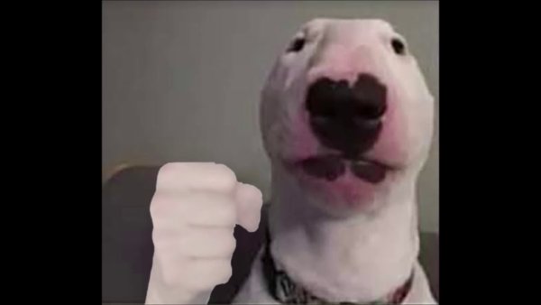 Собака из мемов белая