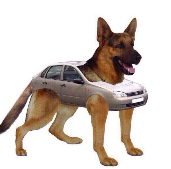 Собака немецкая овчарка Мухтар