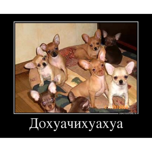Прикольные чихуахуа