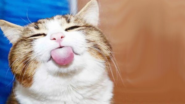 Кот подмигивает