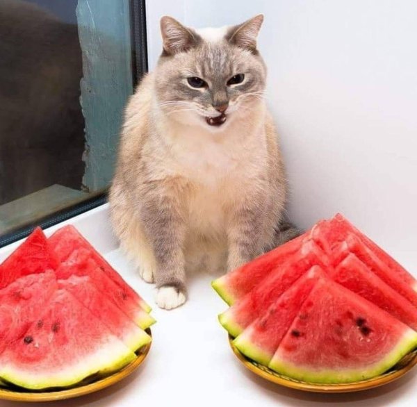 Кот на арбузе