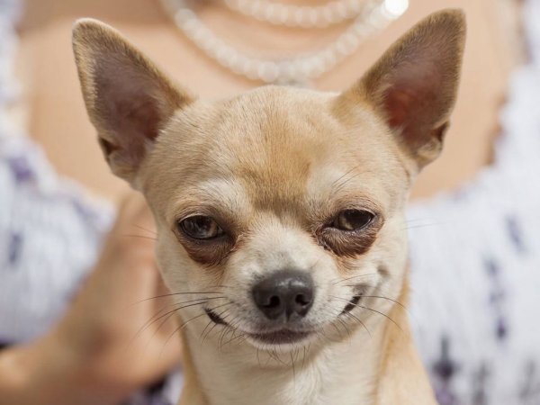 Собака чихуа Хуа Хуа