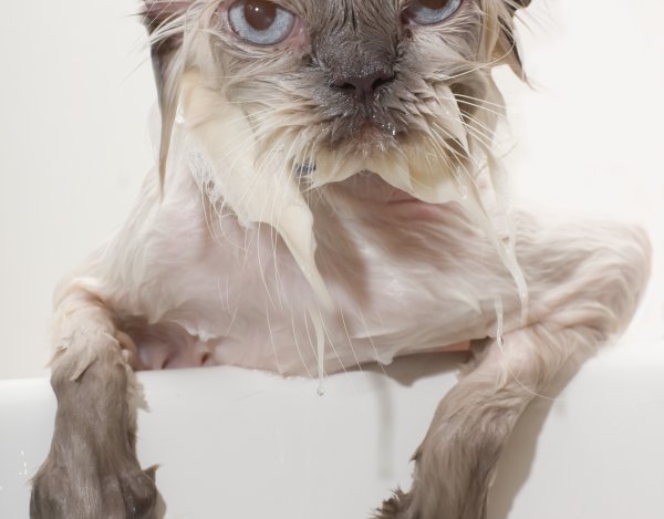 Мокрый котенок