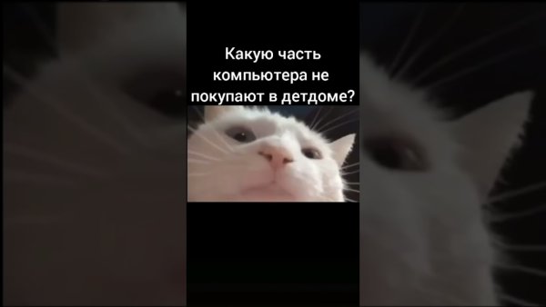 Кот качает головой