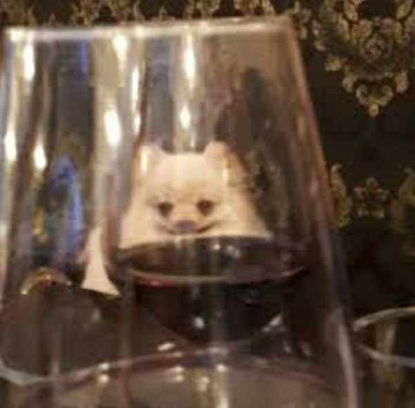 Кот через бокал