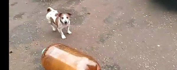 Собака и бутылка