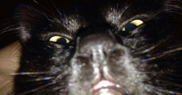 Кот близко к камере