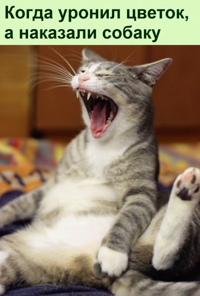 Кит смеется