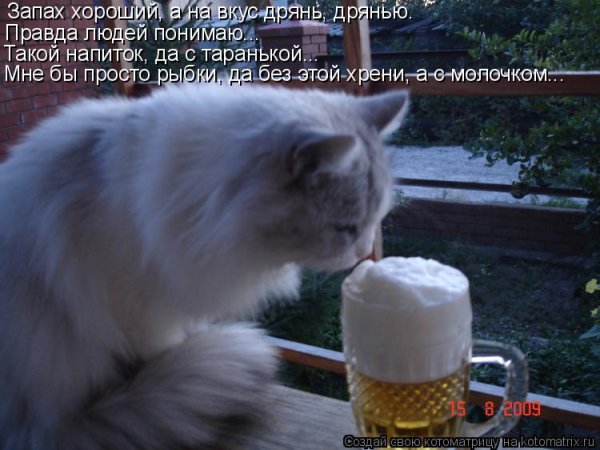 Кот пьет пиво