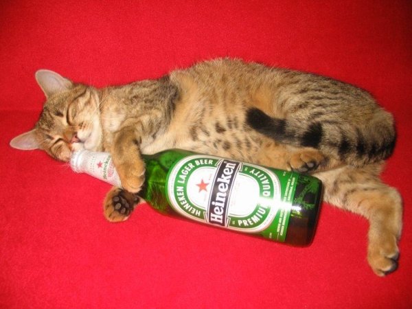 Котик с пивом
