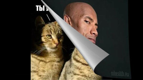 Собака скала Мем