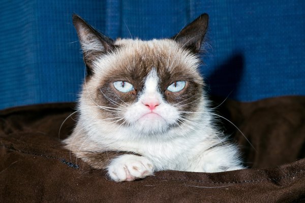 Кот Грампи Grumpy Кэт