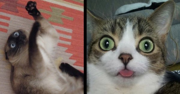 Смешной кот рыбий глаз