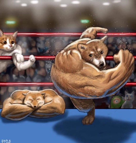 Накаченный кот