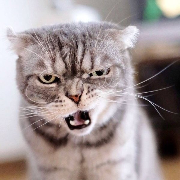 Кот хохочет