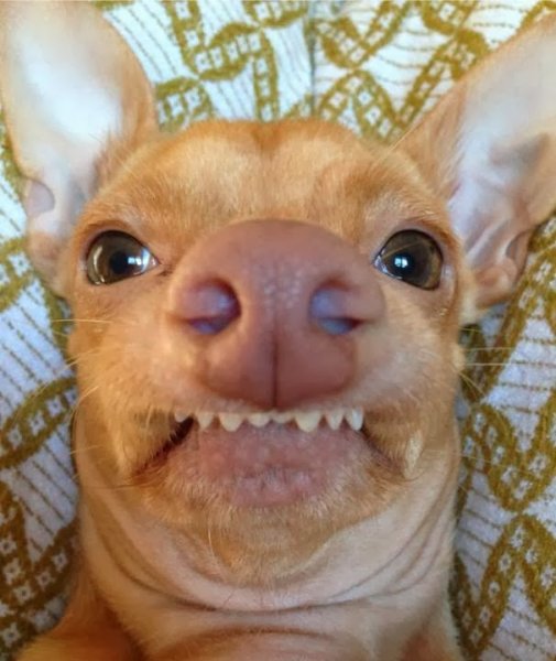 Беззубая собака