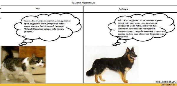 Мысли кошек и собак