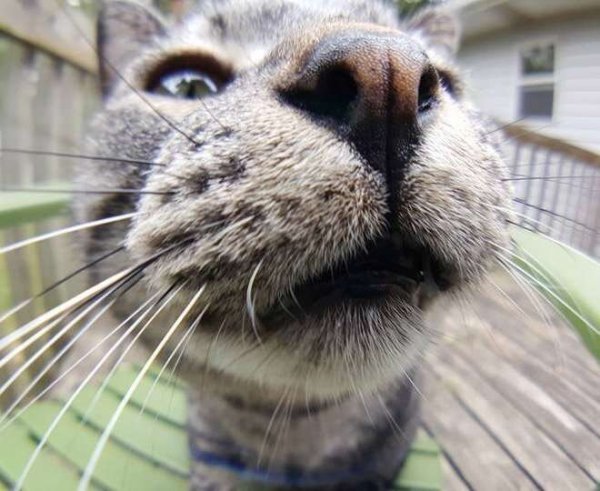 Морда кота