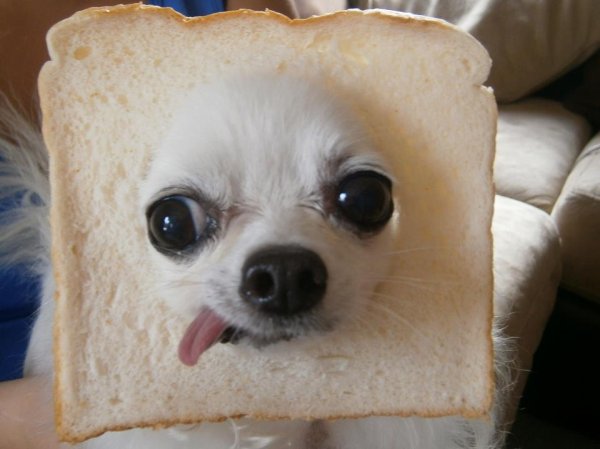 Собака с хлебом на морде