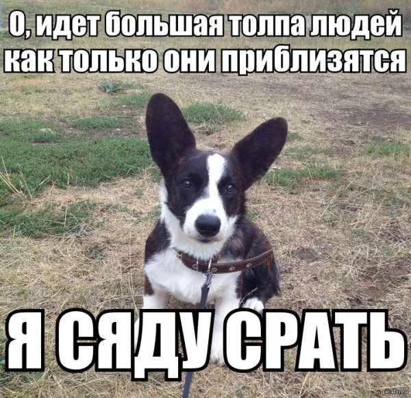 Мемы с собаками