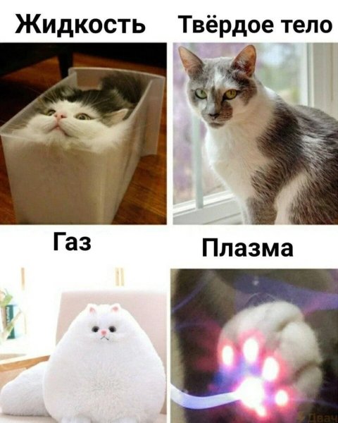 Мемы с котиками