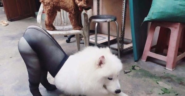 Собака в колготках
