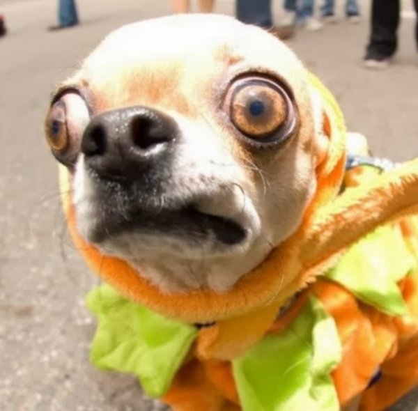 Собака с вытопошенными глазами