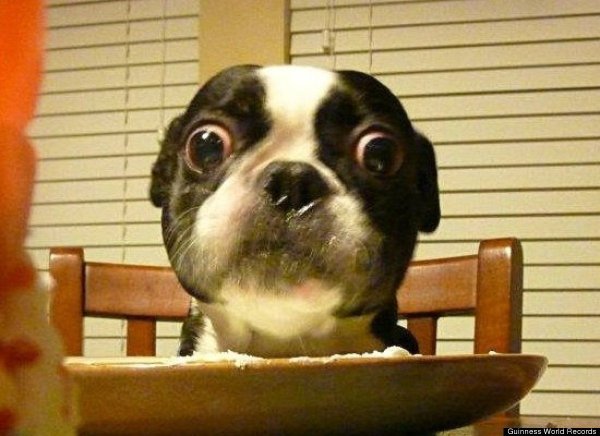 Собака с вытопошенными глазами