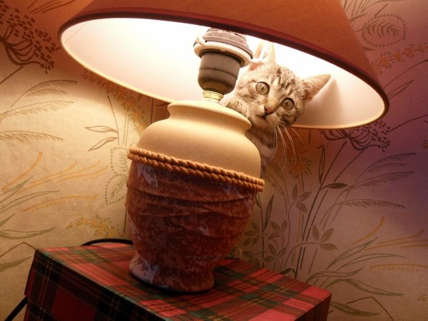 Лампа кот