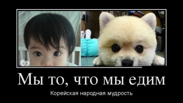 Анекдот про корейца и собаку