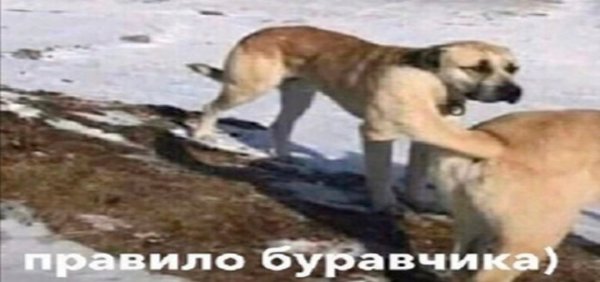 Правило буравчика Мем с собакой