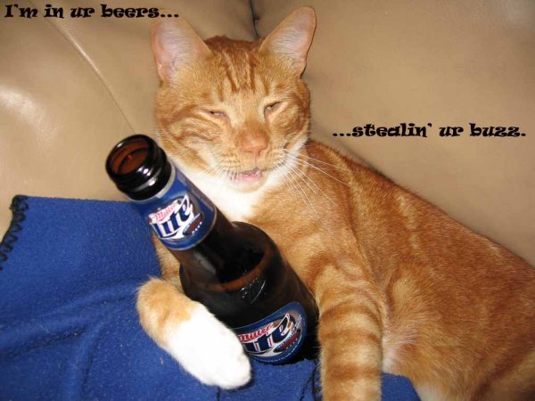 Котик с бутылкой