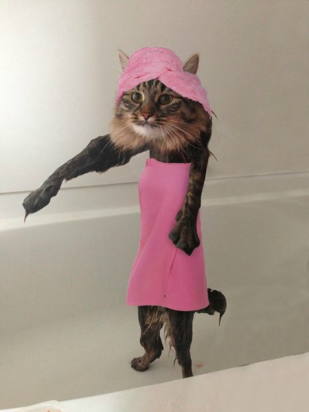 Смешной мокрый кот