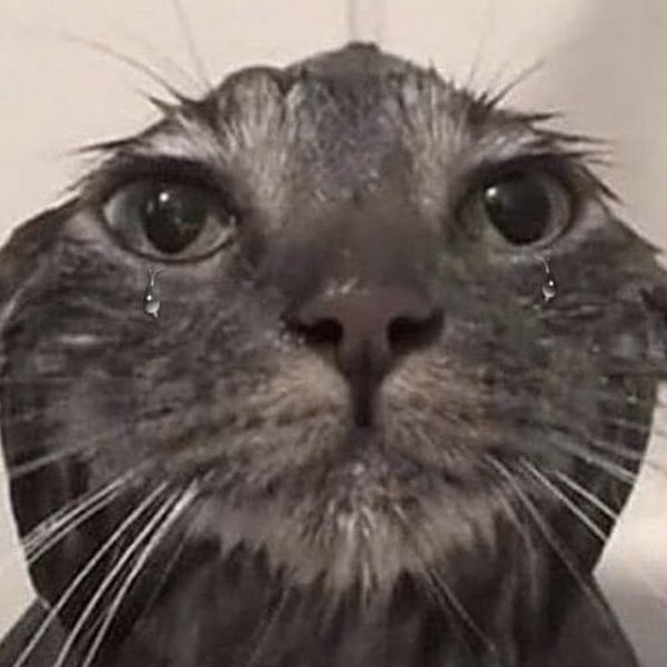 Мемные коты мокрый кот