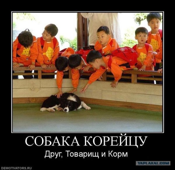 Шутки про корейцев и собак