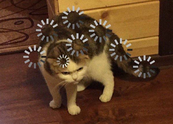 Котик загрузка