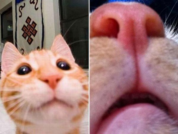 Кот с камерой