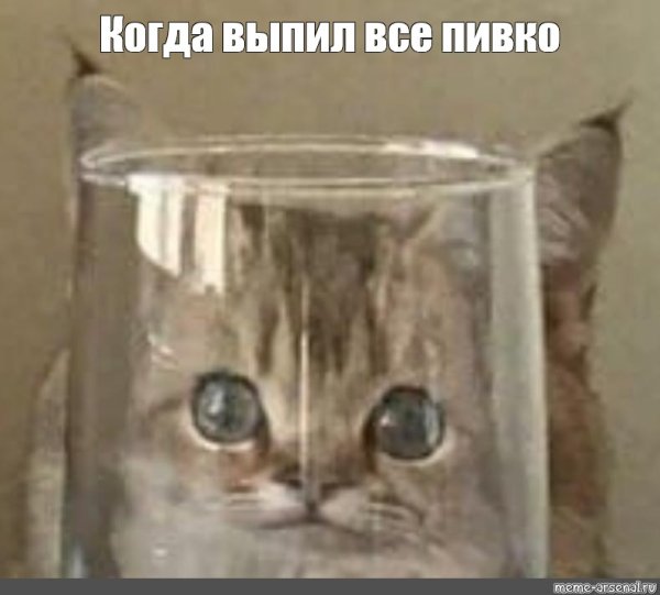 Кот за стаканом