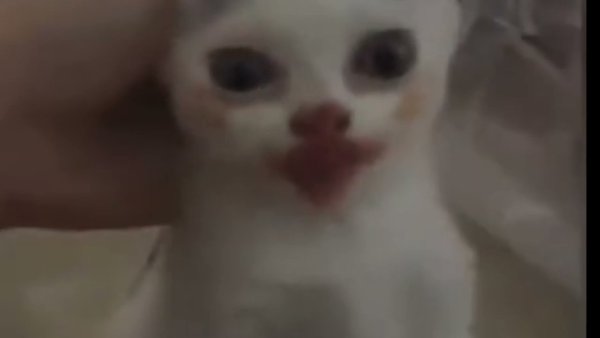 Котик Джокер Виктор Дудка