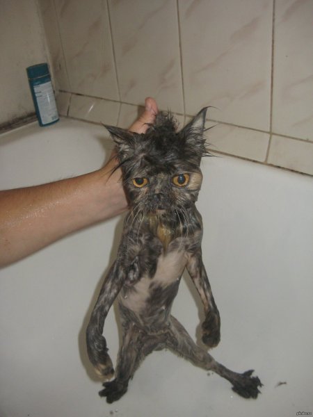 Мокрый котенок
