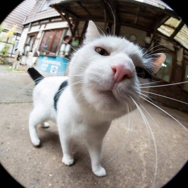 Смешные морды кошек