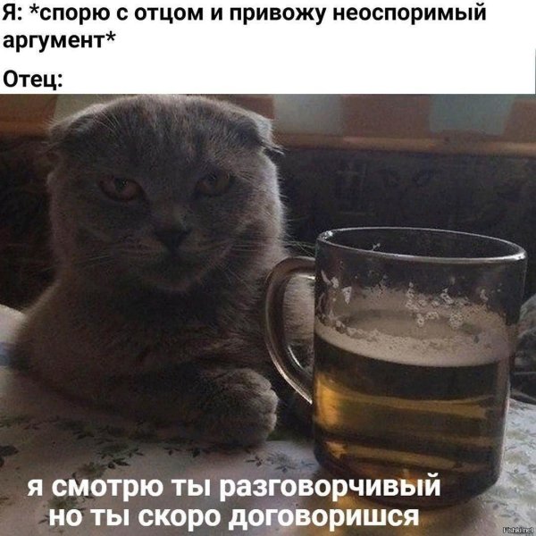 Котик с пивом