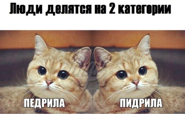 Пидрила кот оригинал