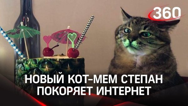 Кот с бокалом