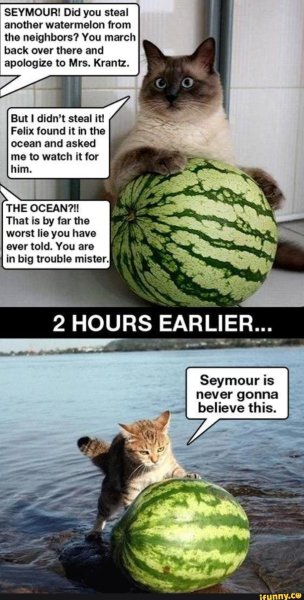 Коты и арбузы